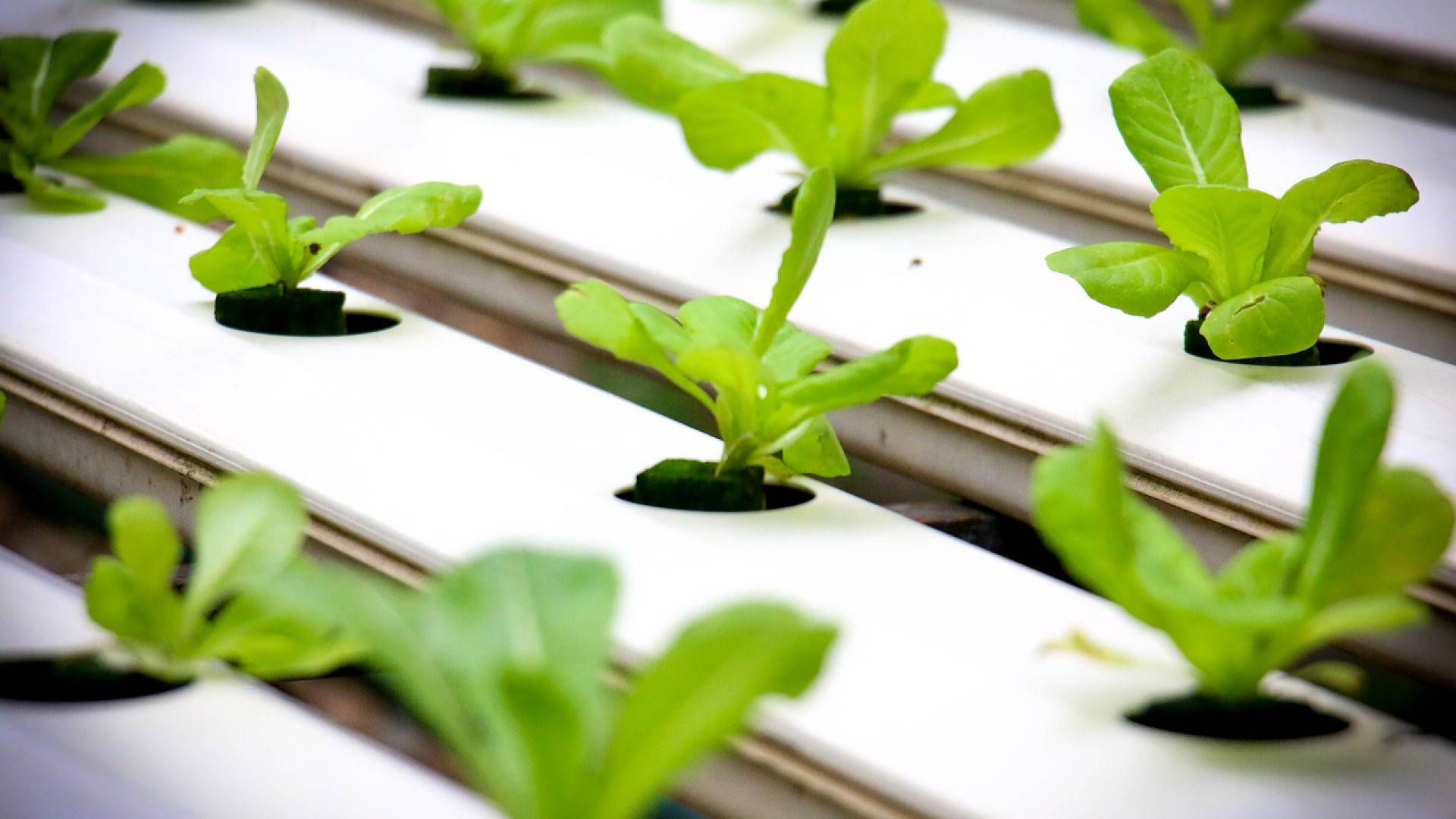 Culture indoor : les secrets du jardinier 2.0